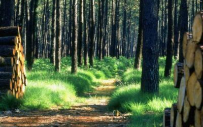 Etude de la FAO : Un nouveau rapport qualifie les peuples autochtones et tribaux de «meilleurs gardiens» des forêts