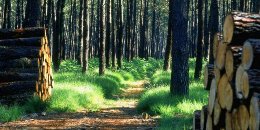 Etude de la FAO : Un nouveau rapport qualifie les peuples autochtones et tribaux de «meilleurs gardiens» des forêts