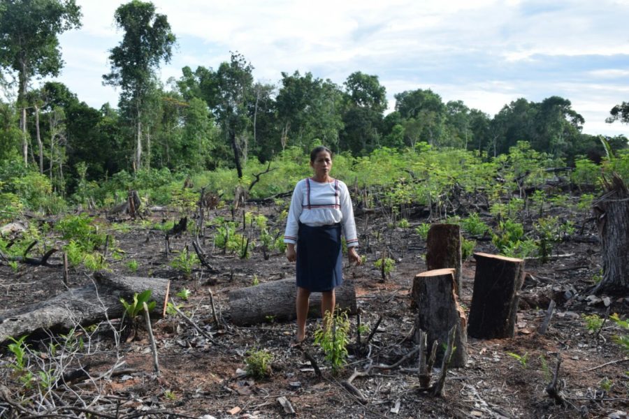 Pueblos indígenas y tribales los mejor guardianes de los bosques: ONU