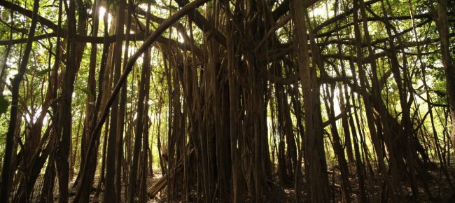 America Latina, gli indigeni migliori guardiani delle foreste