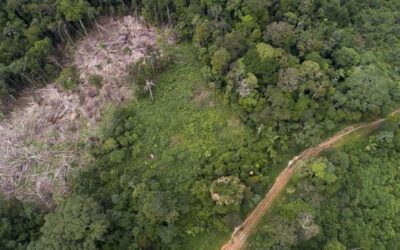 FAO: los pueblos indígenas son los que mejor gestionan los bosques