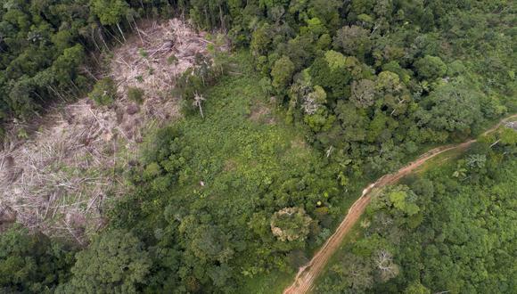 FAO: los pueblos indígenas son los que mejor gestionan los bosques