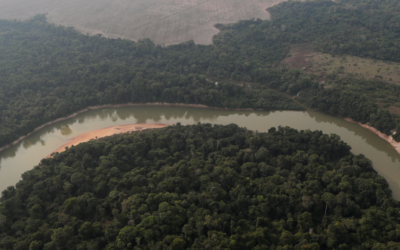 Estudo. Indígenas são fundamentais para proteger florestas e meio ambiente