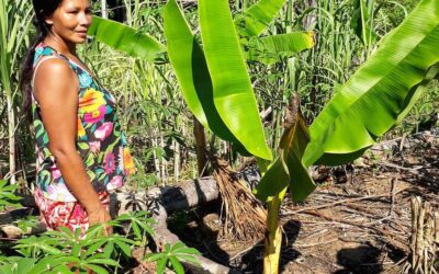 Indígenas, los mejores guardianes de los bosques en Latinoamérica y El Caribe