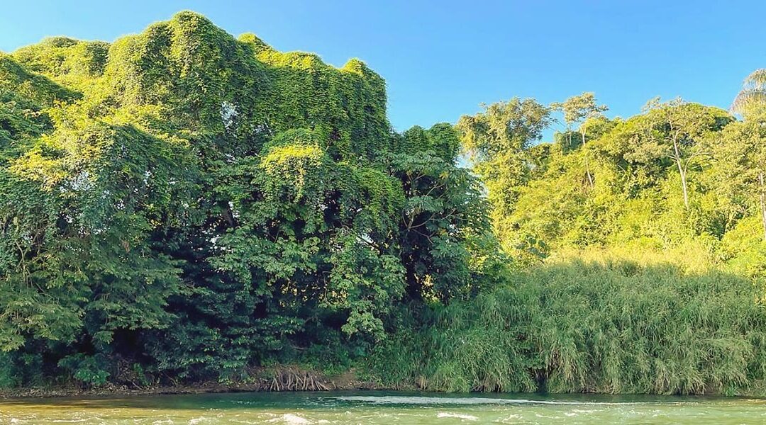 Participación de los Pueblos Indígenas garantiza una buena gobernanza de los bosques