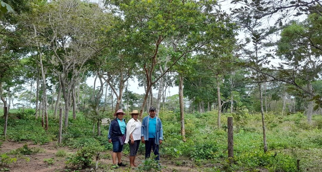 Mujeres indígenas revitalizan el Bosque Chiquitano con árboles frutales, forestales y plantas medicinales